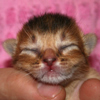 kitten
